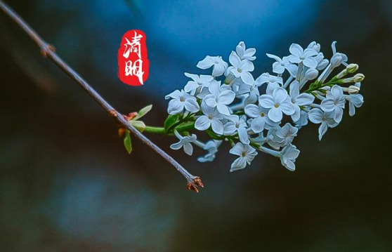 2023清明节放假不调休吗(2023清明节放假调休几天) 2023清明节放假不调休吗(2023清明节放假调休几天)