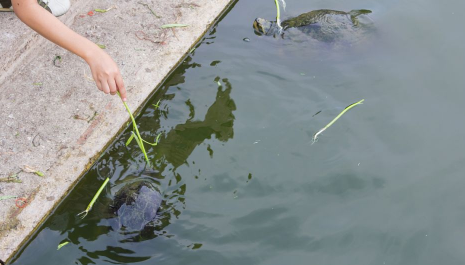 鱼养久了会有灵性吗（鱼养多大有灵气）