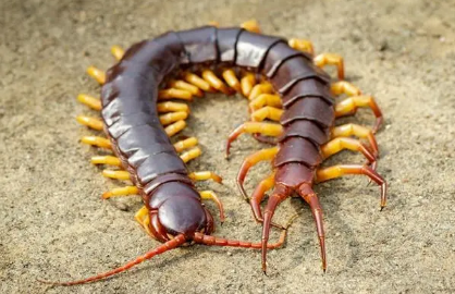 蜈蚣爬进家里什么征兆(蜈蚣爬进家里好不好) 蜈蚣爬进家里什么征兆(蜈蚣爬进家里好不好)