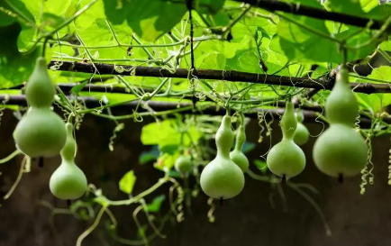天然的葫芦可以放床头旁边吗（葫芦放在床头柜左边还是右边）