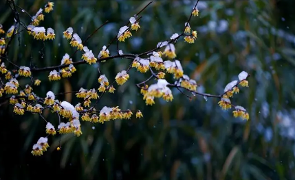 2023年3月中下旬有倒春寒吗