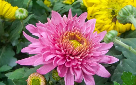 清明节上坟买鲜花还是买假花好？买多少合适？