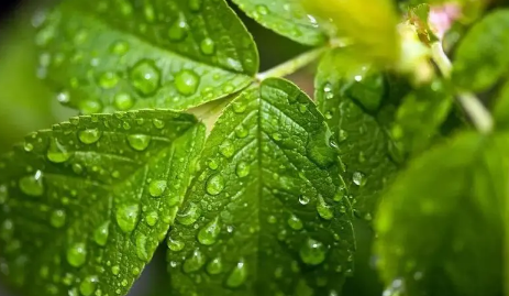 2023年春季雨水多吗（2023年春季雨水情况如何）