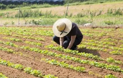 2023春分开始耕种了吗(春耕季节是什么节气) 2023春分开始耕种了吗(春耕季节是什么节气)