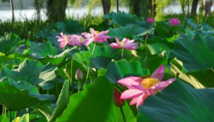 2023上海夏天最热的是哪几天（上海夏天最热的时候是几度）