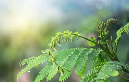 2023年春社是3月21号吗（2023年的春社日是什么时候）