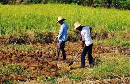 2023春分开始耕种了吗(春耕季节是什么节气) 2023春分开始耕种了吗(春耕季节是什么节气)