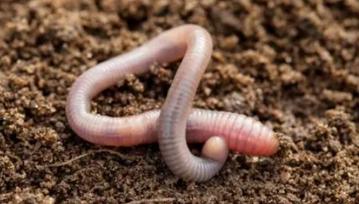 电捕蚯蚓犯法吗被抓吗（电蚯蚓为什么违法）