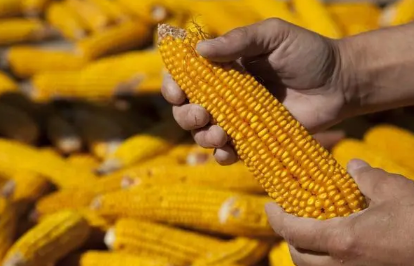 粮食补贴是不是谁种地就给谁（粮食补贴是给承包人还是耕种人）