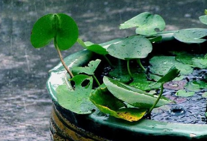 2023年梅雨季节是什么时间