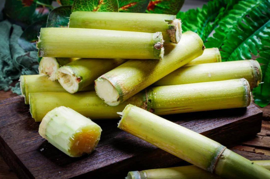 甘蔗可以解酒吗(甘蔗怎么吃解酒最快) 甘蔗可以解酒吗(甘蔗怎么吃解酒最快)