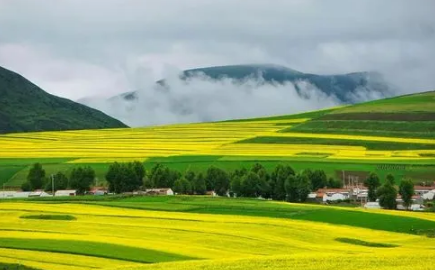 2023婺源油菜花什么时候开放（婺源油菜花花期是什么时候）