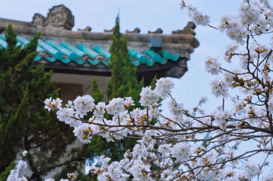 2023年武大看樱花要门票吗