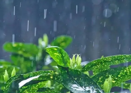 2023年2月19日雨水是几九(雨水时间几点几分几秒钟) 2023年2月19日雨水是几九(雨水时间几点几分几秒钟)