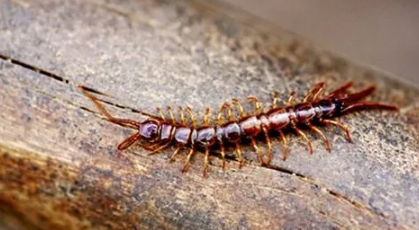 家里蜈蚣有一只会有其他的吗（蜈蚣躲在房间怎么引他出来）