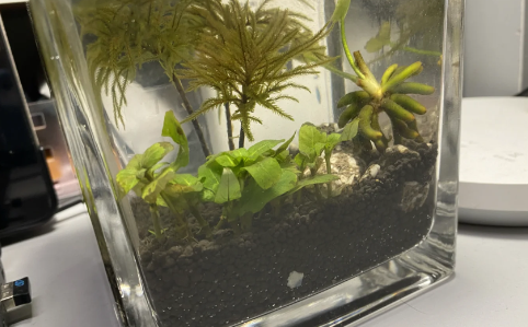 麦饭石水缸可以净化水质吗(麦饭石水缸为什么8个月就要换) 麦饭石水缸可以净化水质吗(麦饭石水缸为什么8个月就要换)