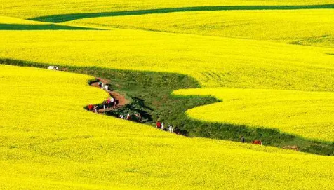2023婺源油菜花什么时候开放（婺源油菜花花期是什么时候）