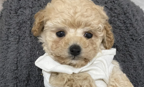 买狗不退打12315有用吗1