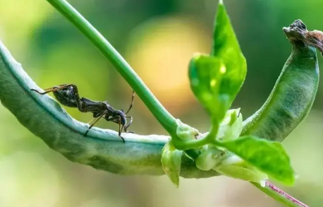 2023惊蛰可以迁坟吗（2023年惊蛰前可以立碑吗）