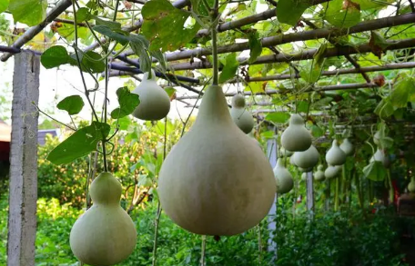 天然的葫芦可以放床头旁边吗（葫芦放在床头柜左边还是右边）