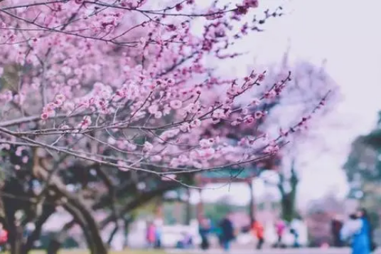 2023年武大樱花怎么预约