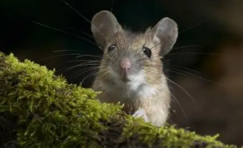 老鼠拉过屎的地方它会记得吗