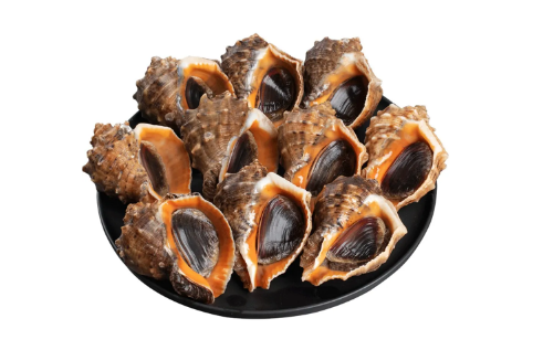 蒸海螺口朝上还是朝下（蒸海螺哪面朝上）