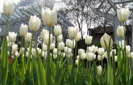 2023武汉哪里有郁金香花海可以看（武汉哪里郁金香最好看）