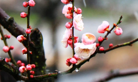 东湖小梅岭梅花开了吗现在2023（东湖小梅岭坐啥车游玩攻略）