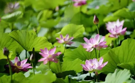 2023北京夏天一般多少度（夏天去北京穿什么合适）