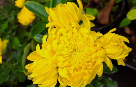 2023清明节上坟买鲜花还是买假花好（清明节上坟买鲜花买多少合适）