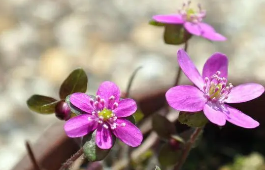 2023年3月还会有冷空气吗（2023年3月还有寒潮吗）