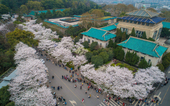 2023年武大樱花怎么预约