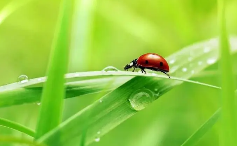 2023惊蛰可以迁坟吗（2023年惊蛰前可以立碑吗）