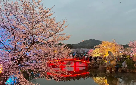 2023东湖樱园可以现场购票吗(2023东湖樱园在哪里买票方便) 2023东湖樱园可以现场购票吗(2023东湖樱园在哪里买票方便)