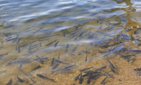 2023禁渔期自然水域全部都不能钓鱼吗？