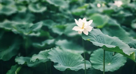 2023年三伏天从几月几号开始到几号结束（三伏天一共有多少天）