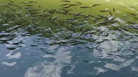 禁渔期养殖的鱼可以卖吗2023（禁渔期售卖鱼怎么处罚）