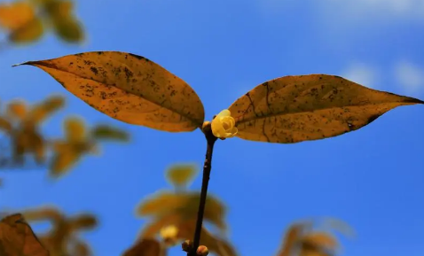 全球变暖今年夏季会延长吗2023（2023夏天会出现高温极端天气吗）