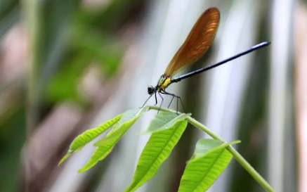 2023惊蛰打小人是真的吗(惊蛰打小人有什么忌讳) 2023惊蛰打小人是真的吗(惊蛰打小人有什么忌讳)