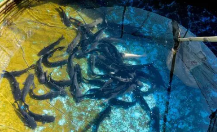 禁渔期养殖的鱼可以卖吗2023（禁渔期售卖鱼怎么处罚）