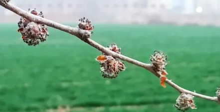 2023惊蛰打小人是真的吗(惊蛰打小人有什么忌讳) 2023惊蛰打小人是真的吗(惊蛰打小人有什么忌讳)