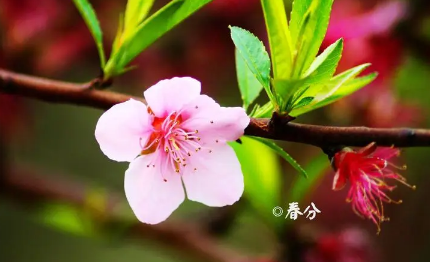 2023有两个春分是真的吗（2023年春分冷不冷）