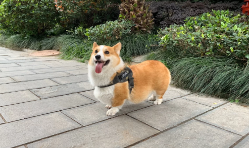 柯基在英国的地位高吗（柯基为什么叫英国佬）