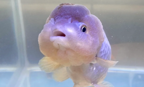 风水鱼死了会破财吗