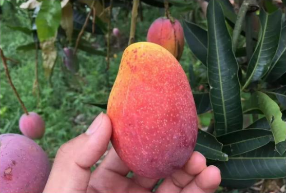 网购的芒果怎么催熟(网购的芒果没熟怎么办) 网购的芒果怎么催熟(网购的芒果没熟怎么办)