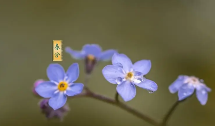 2023春分是春天的开始还是春天的结束（春天的结束是哪个节气）