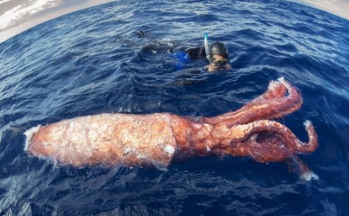 世界上的大王乌贼长什么样子（大王乌贼真的存在吗）