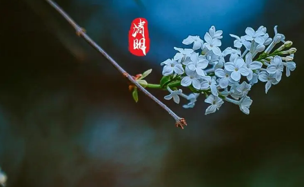 2023年清明节冲什么生肖（清明节有哪些生肖不能上坟）