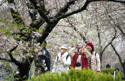 2023东湖樱园可以现场购票吗(2023东湖樱园在哪里买票方便) 2023东湖樱园可以现场购票吗(2023东湖樱园在哪里买票方便)